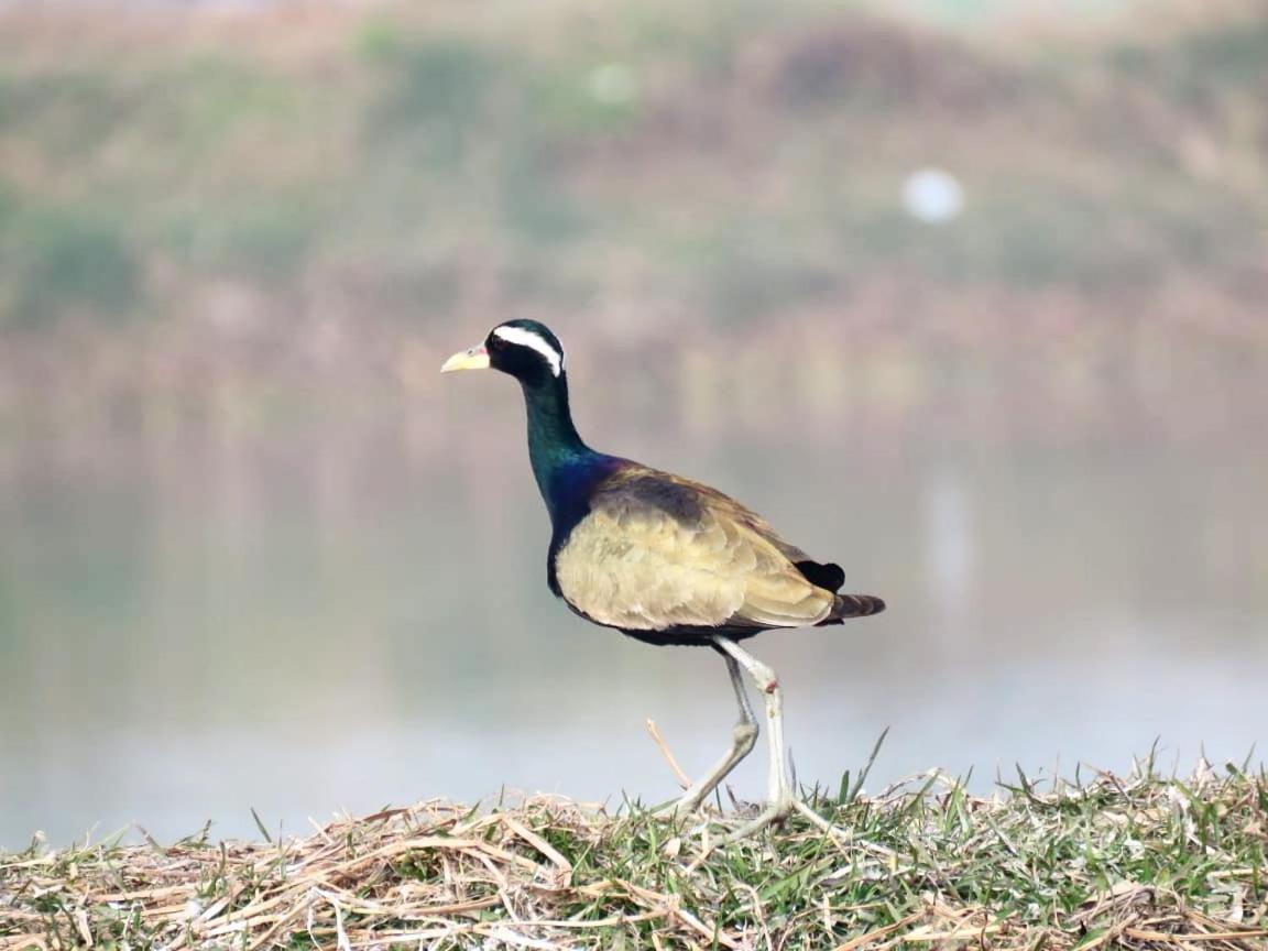 Ibishouse Farm Stay Bharatpur Kültér fotó