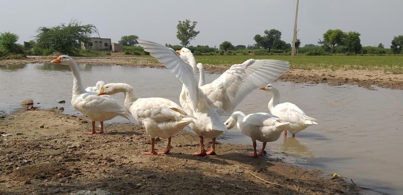 Ibishouse Farm Stay Bharatpur Kültér fotó