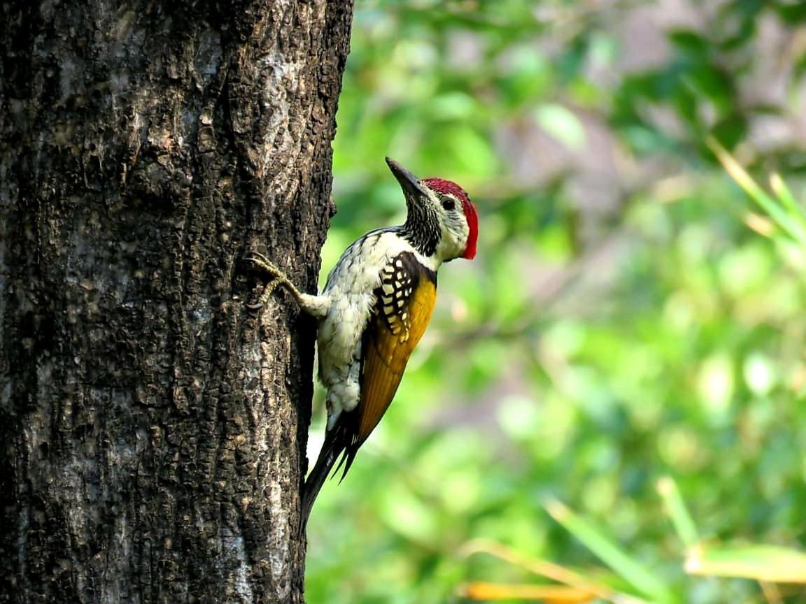 Ibishouse Farm Stay Bharatpur Kültér fotó