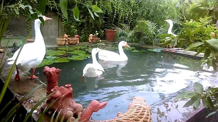 Ibishouse Farm Stay Bharatpur Kültér fotó
