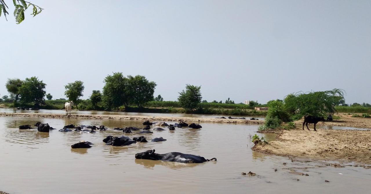Ibishouse Farm Stay Bharatpur Kültér fotó