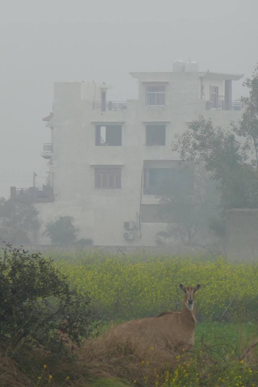 Ibishouse Farm Stay Bharatpur Kültér fotó