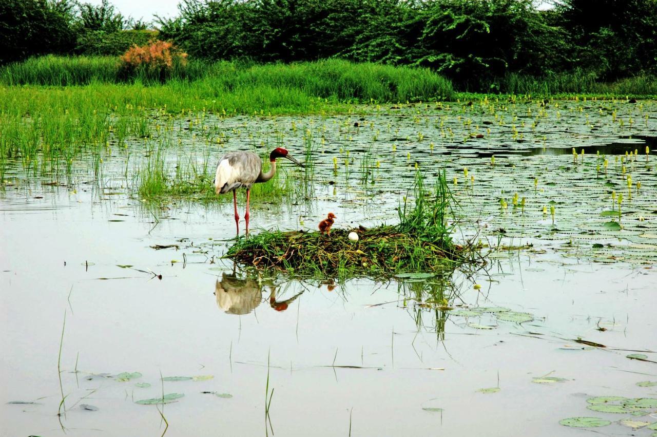 Ibishouse Farm Stay Bharatpur Kültér fotó