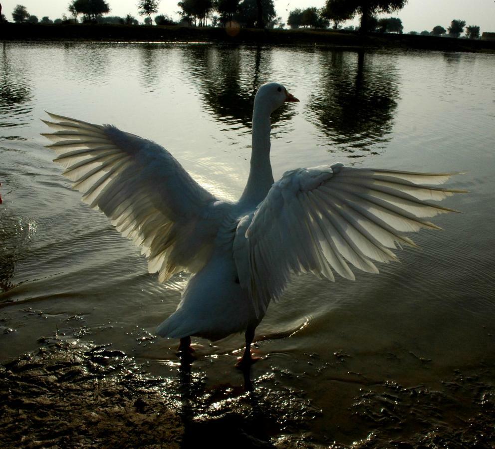 Ibishouse Farm Stay Bharatpur Kültér fotó