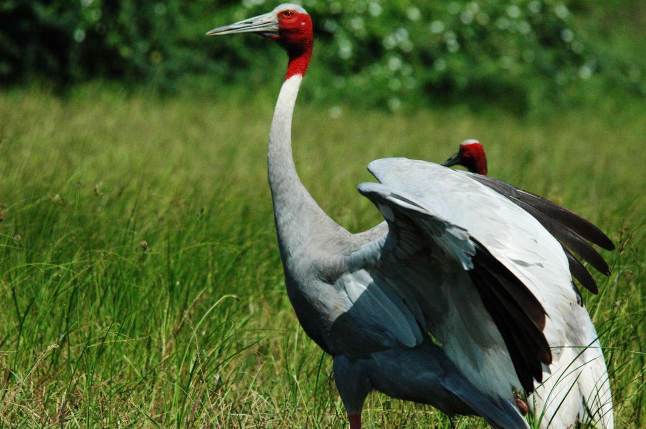 Ibishouse Farm Stay Bharatpur Kültér fotó
